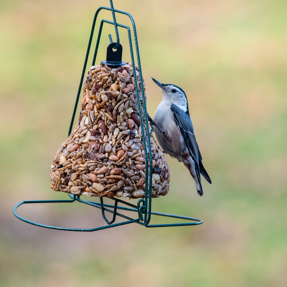 Bugs, Nuts & Fruit Bell - Image 4