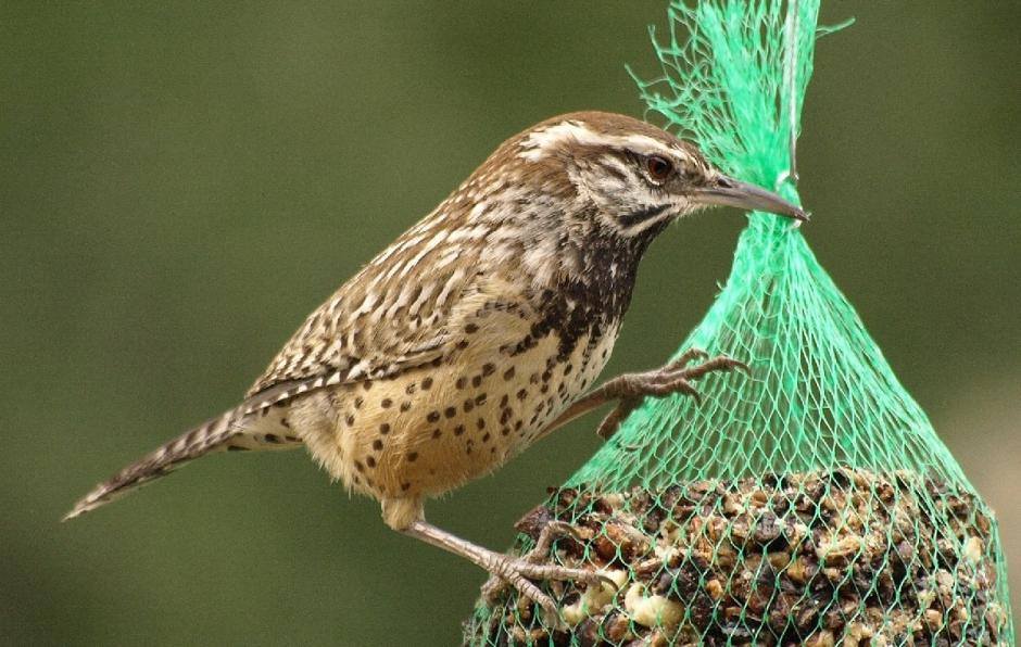 WildBird Feast Cylinder - Small - Image 6