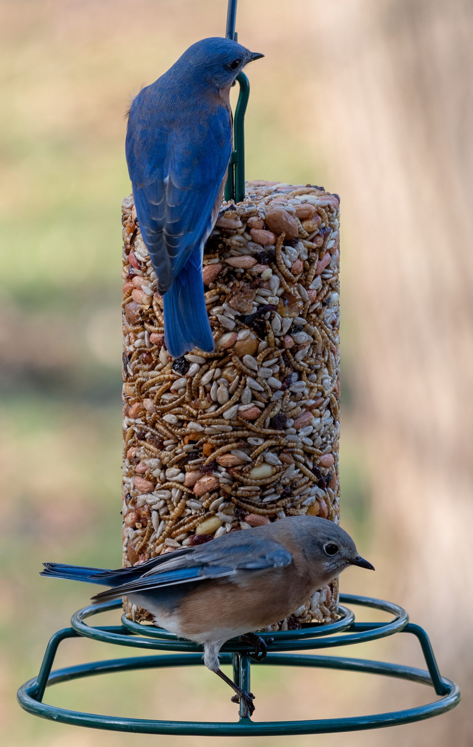 EZFeeder - Image 3