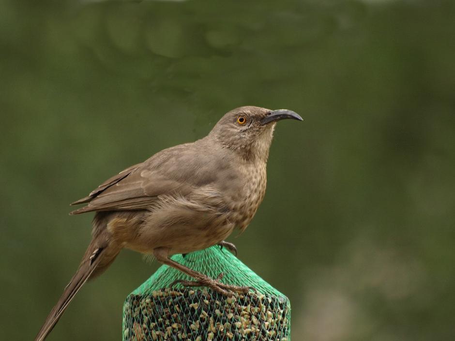 WildBird Feast Cylinder - Small - Image 5