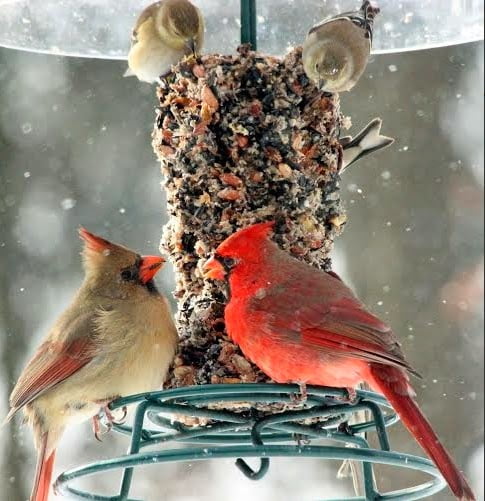 WildBird Feast Cylinder - Small - Image 7