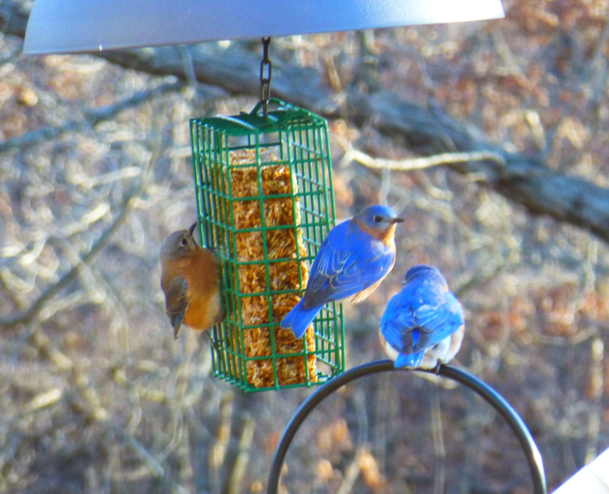 Bugs, Nuts, & Fruit Cake - Large - Image 5
