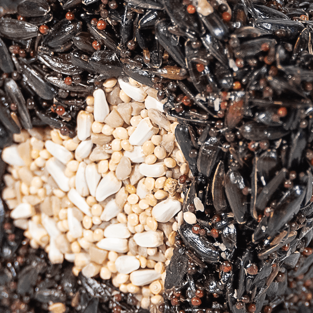 Lone Star Seed Treat - Image 7