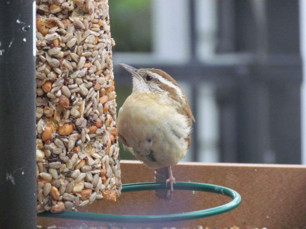 Cylinder Feeder - Image 4