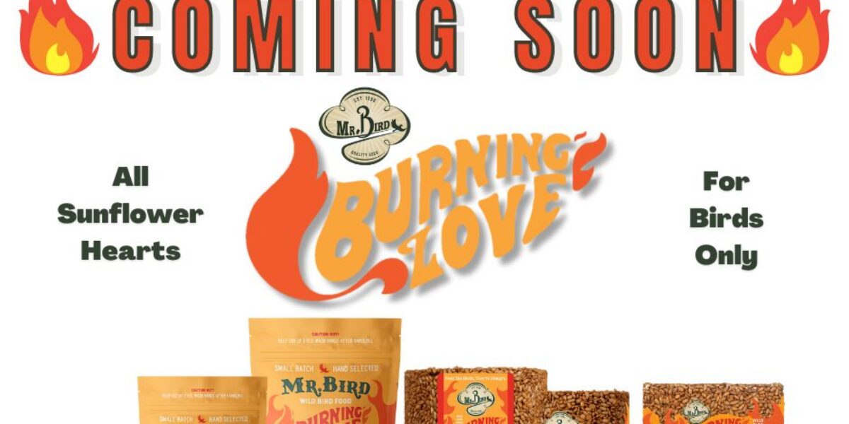 Introducing Burning Love! Shipping Fall 2023
