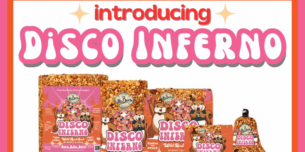 Burn Baby Burn! Introducing Disco Inferno